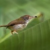 Krejcirik sedy - Orthotomus ruficeps - Ashy Tailorbird o9696